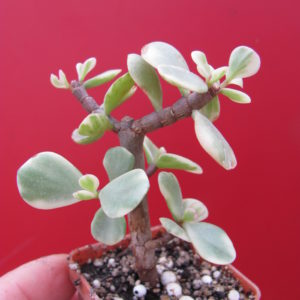 Portulacaria afra variegata