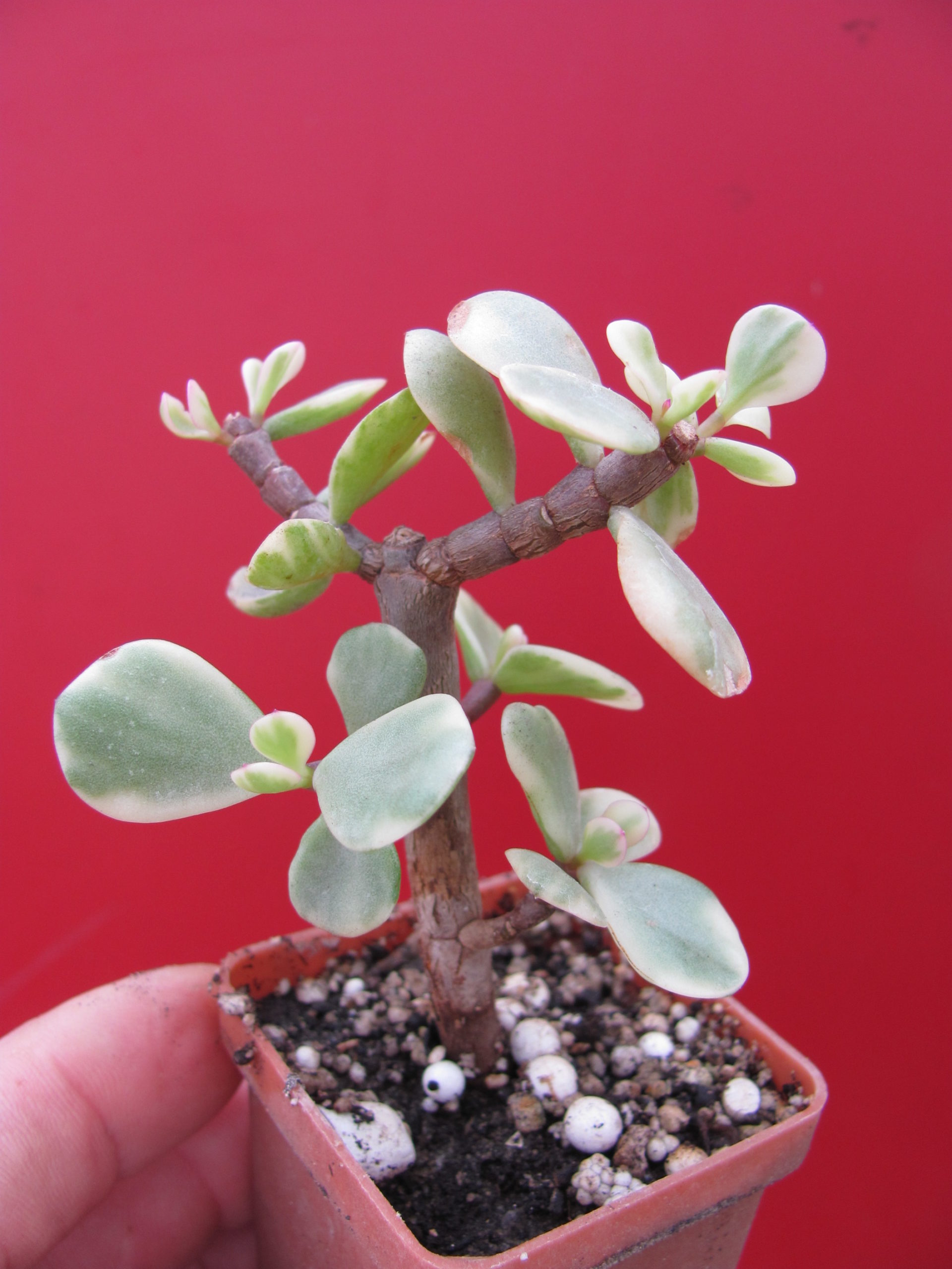 Portulacaria afra variegata