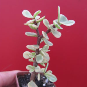 Portulacaria afra variegata