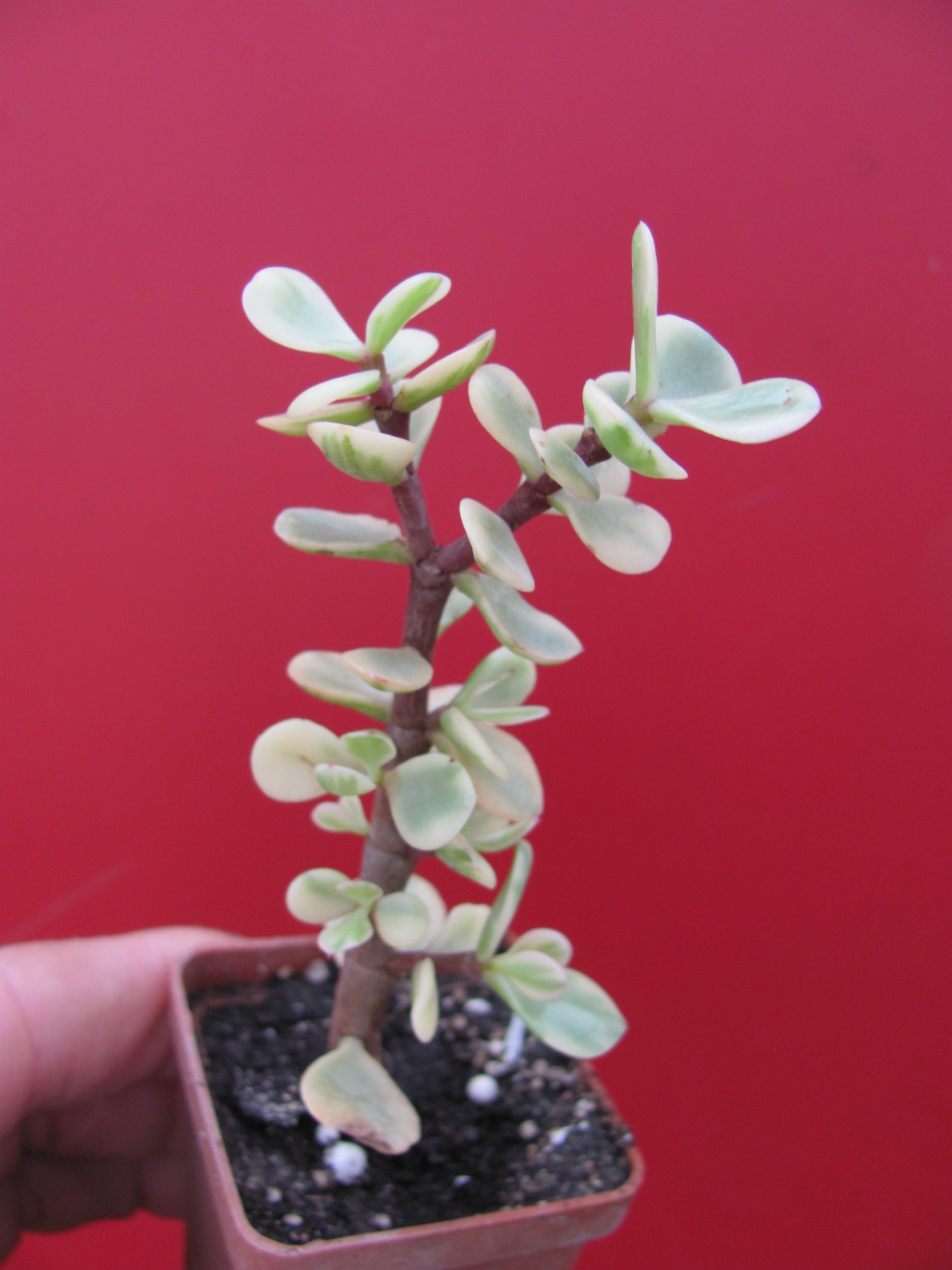 Portulacaria afra variegata