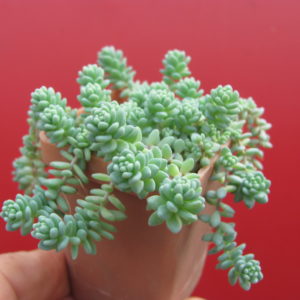 Sedum dasyphyllum   *Major*