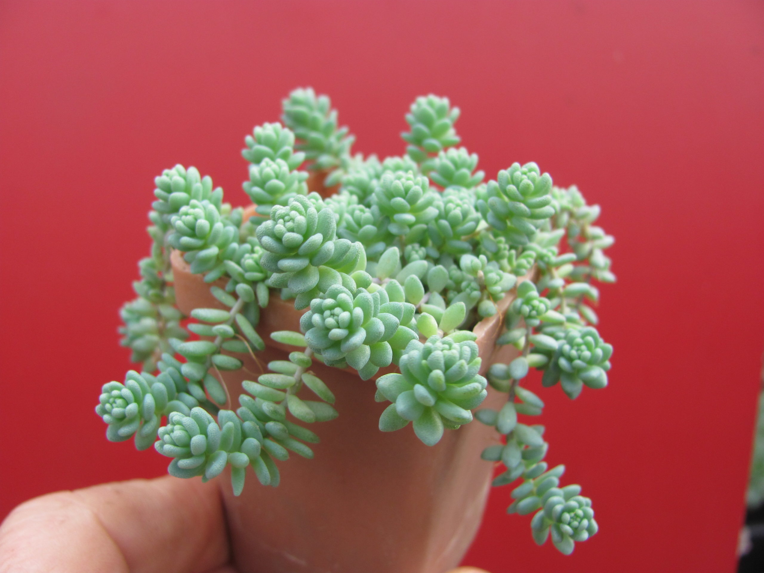 Sedum dasyphyllum   *Major*