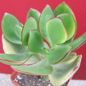 Crassula *Maruba Nishiki* variegata