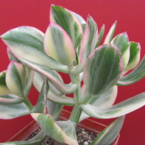 Crassula ovata variegata