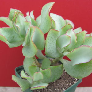 Crassula  Blue Bird