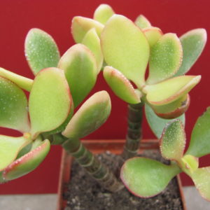 Crassula  variegata