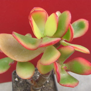 Crassula ovata  forma