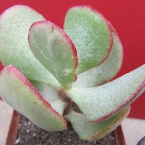 Crassula arborescens   *Silver Dollar*