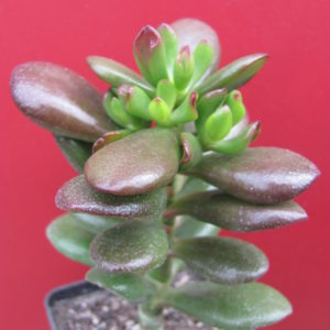 Crassula ovata  *HOBBIT*