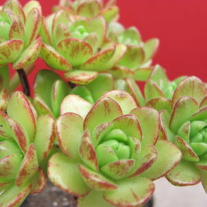 Aeonium sedifolium  hybr.