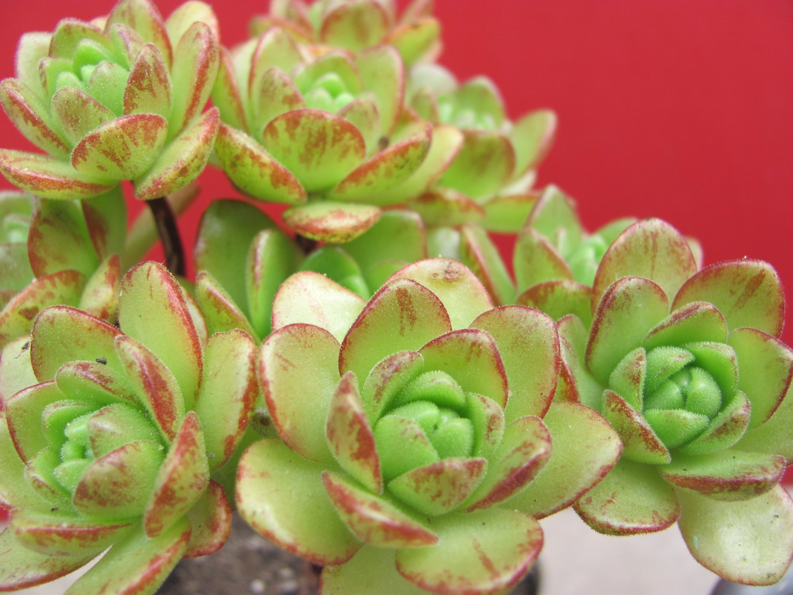 Aeonium sedifolium  hybr.