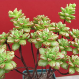 Aeonium sedifolium
