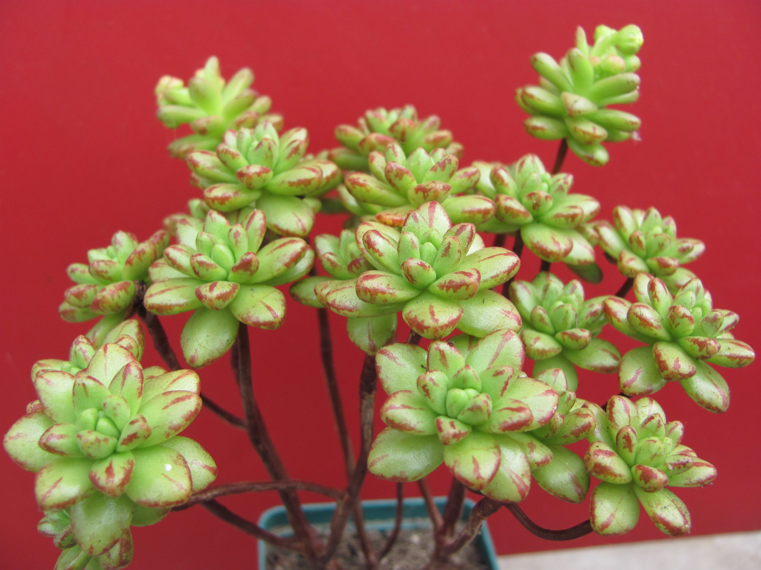 Aeonium sedifolium