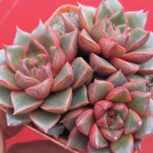 Echeveria  purpusorum Red   3 разом