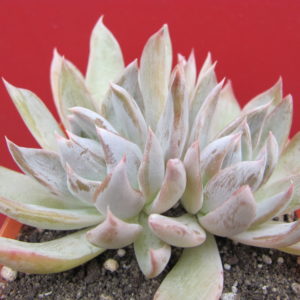 Echeveria craigiana  Chihuahua