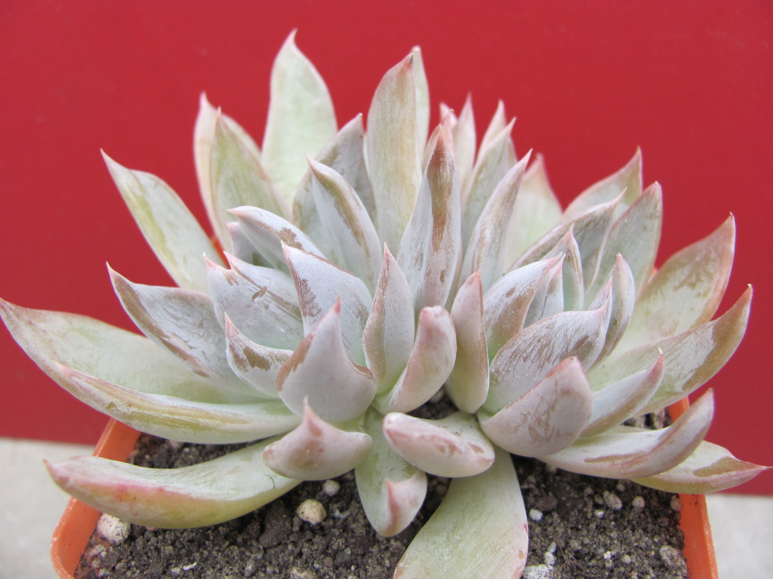 Echeveria craigiana  Chihuahua