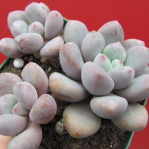 Pachyphytum   oviferum  hybr.   #100