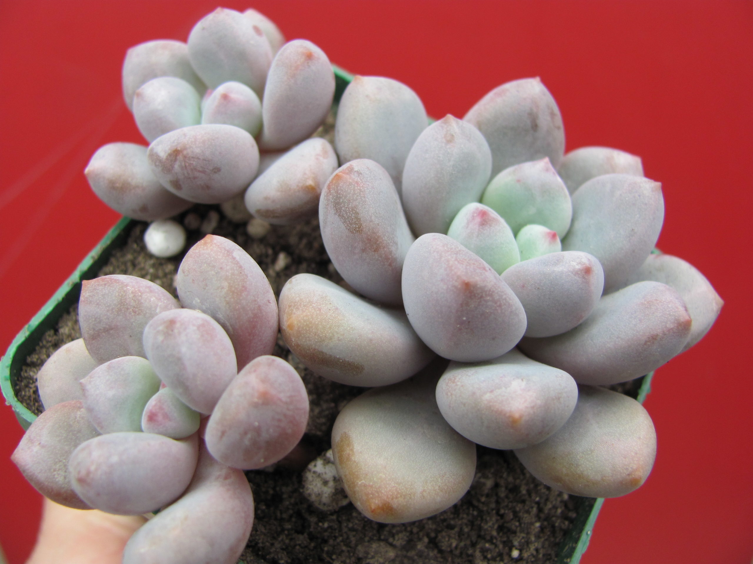 Pachyphytum   oviferum  hybr.   #100