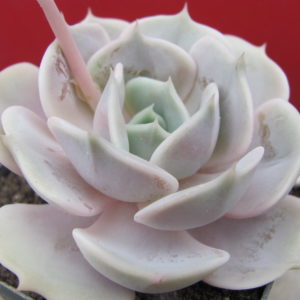 Echeveria lilacina hybr.
