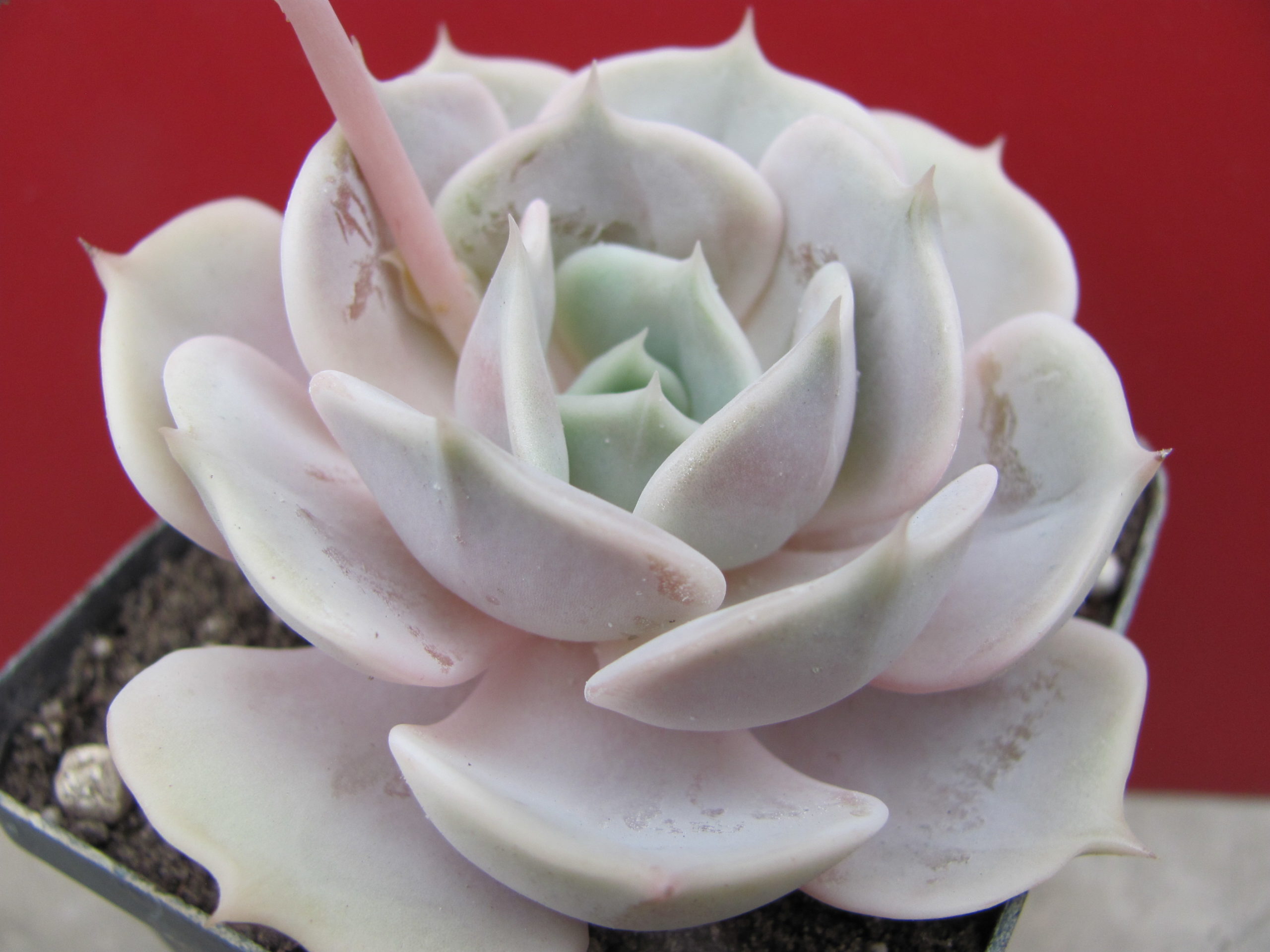 Echeveria lilacina hybr.