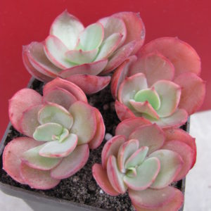 Echeveria Suyon