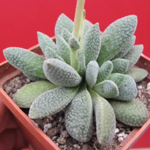 Crassula ausensis  x  tecta