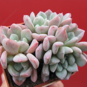 Echeveria glauca cristata