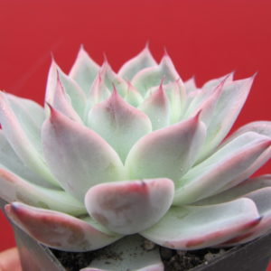 Echeveria Black Swan