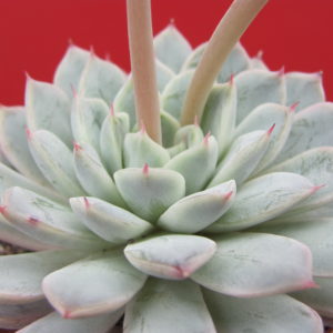 Echeveria zaragoza hybr.
