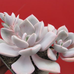 Echeveria Debbie