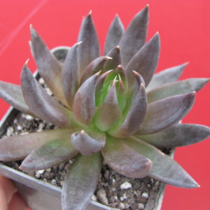 Echeveria Black Knight