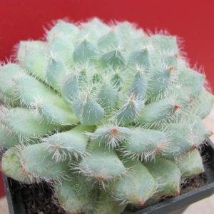 Echeveria deminuta