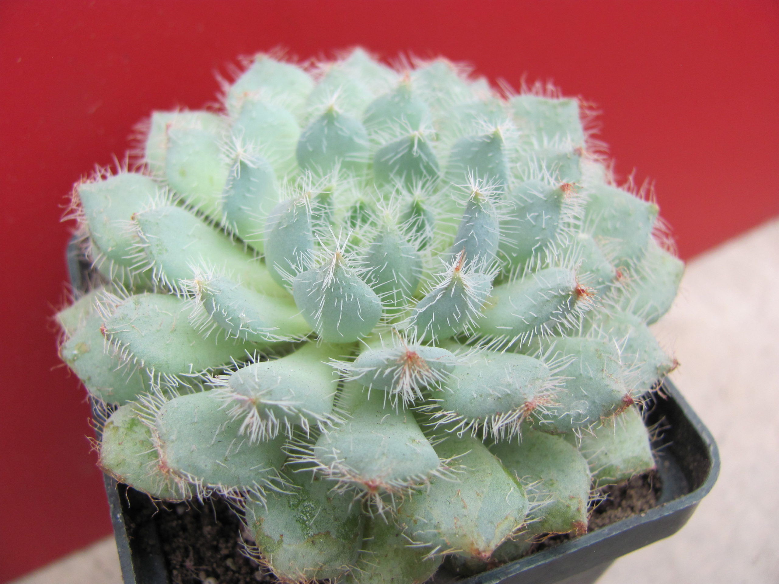 Echeveria deminuta
