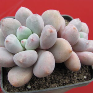 Pachyphytum oviferum hybr.  #100 ( hybrid Lipskiy )