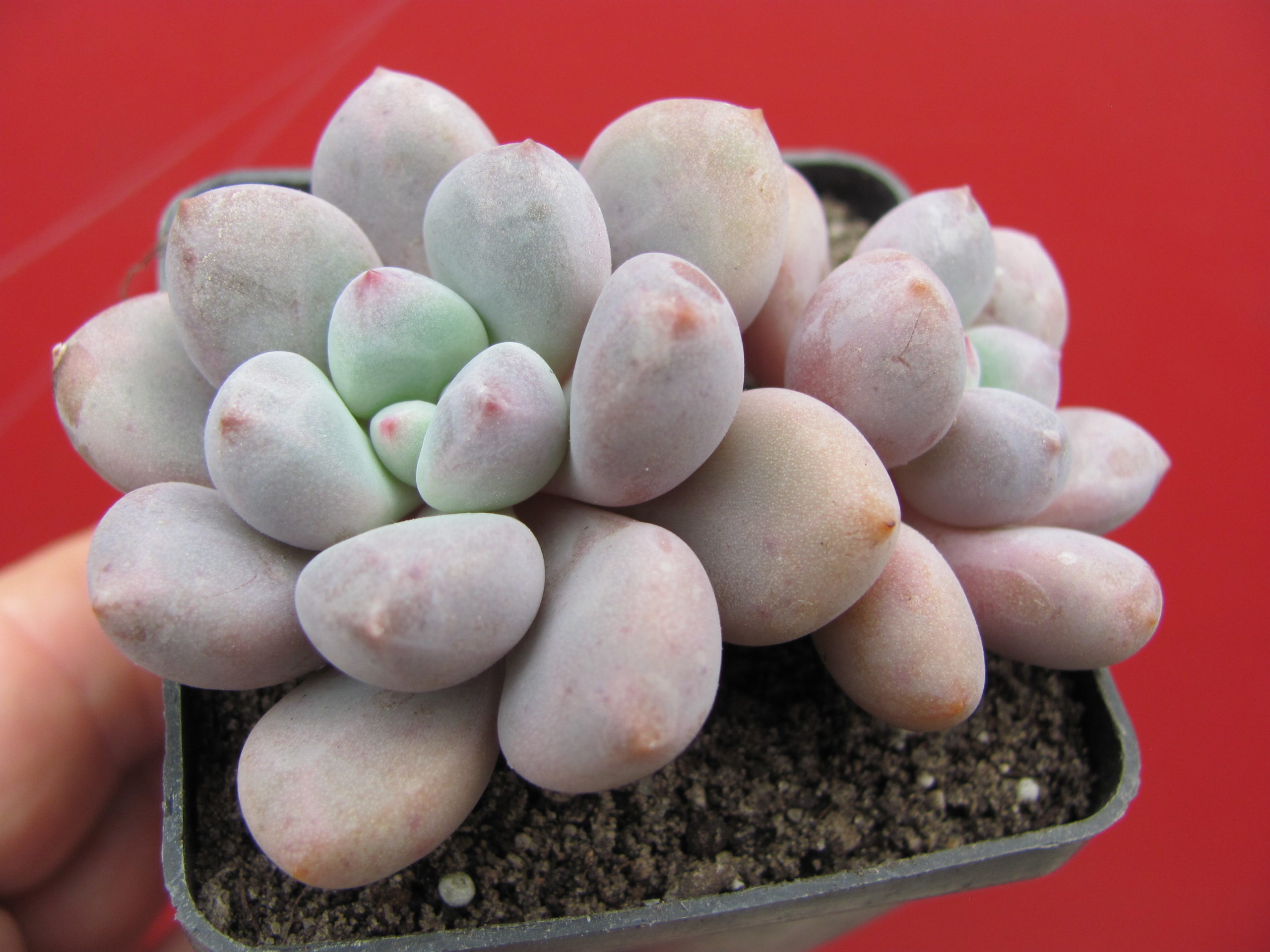 Pachyphytum oviferum hybr.  #100 ( hybrid Lipskiy )