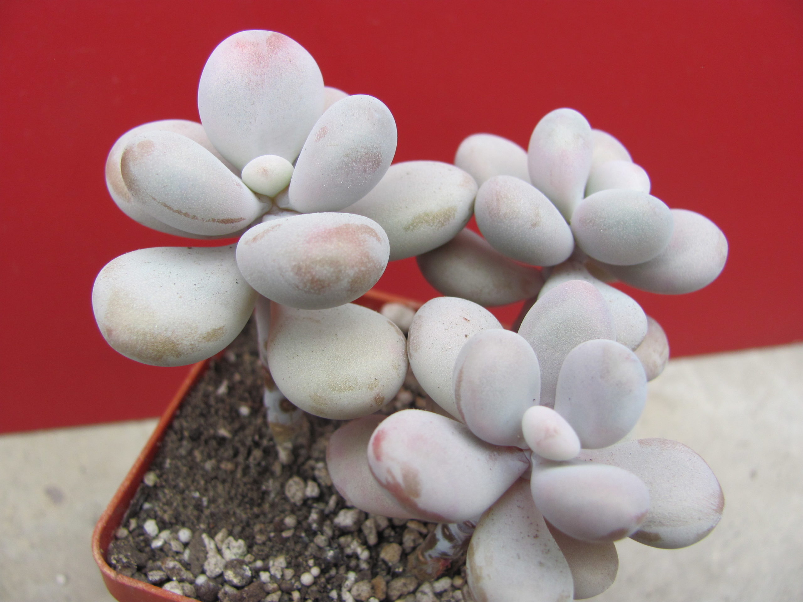 Pachyphytum Pink