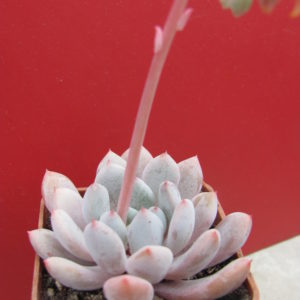 Echeveria Viant