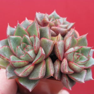 Echeveria purpusorum hybr.