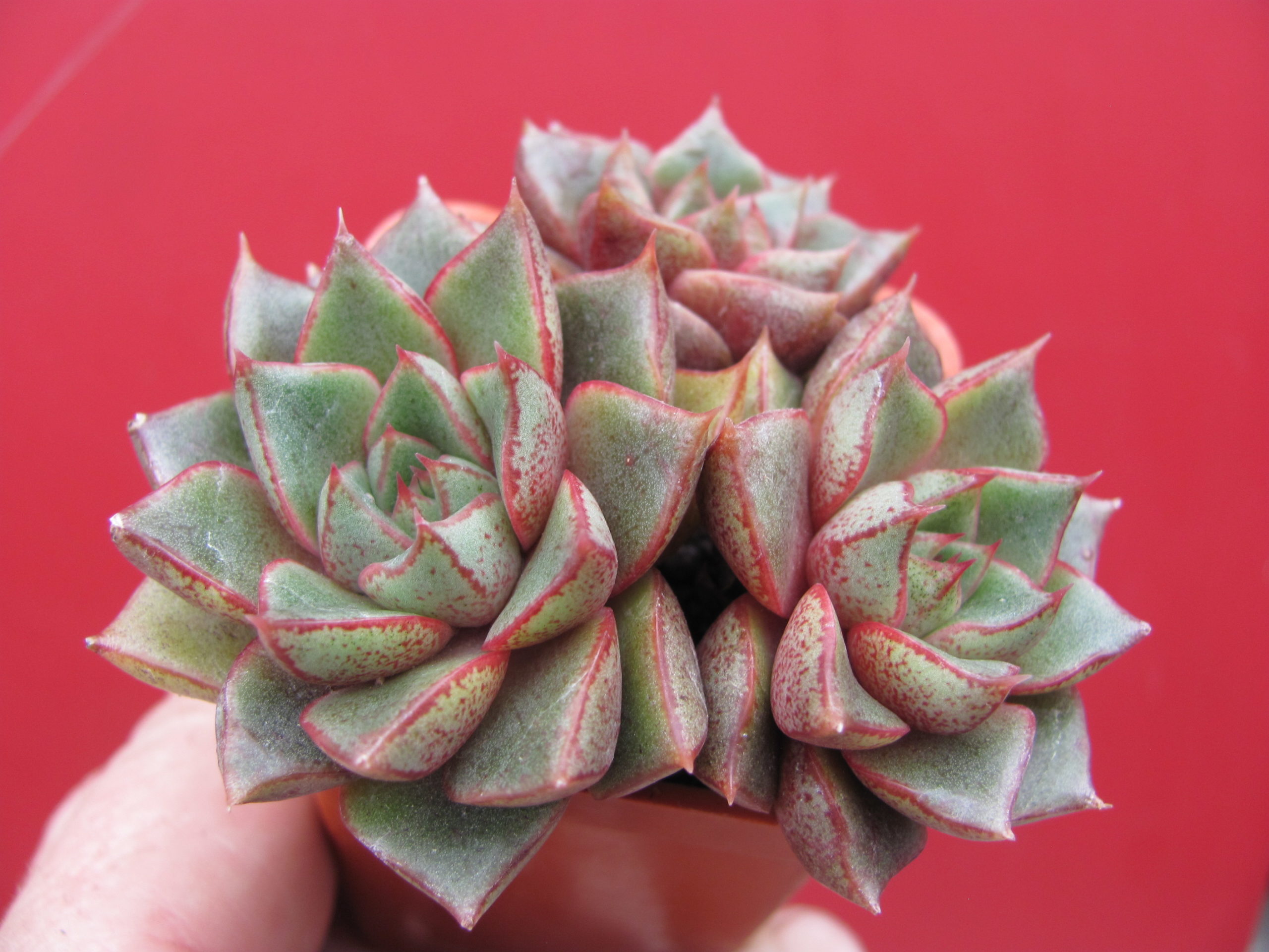 Echeveria purpusorum hybr.