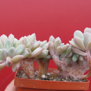 Echeveria glauca cristata