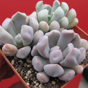Echeveria Cupid   3 разом