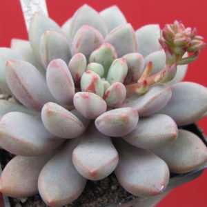 Echeveria Blue Epple    China