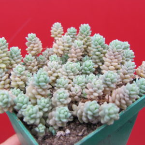 Sedum dasyphyllum