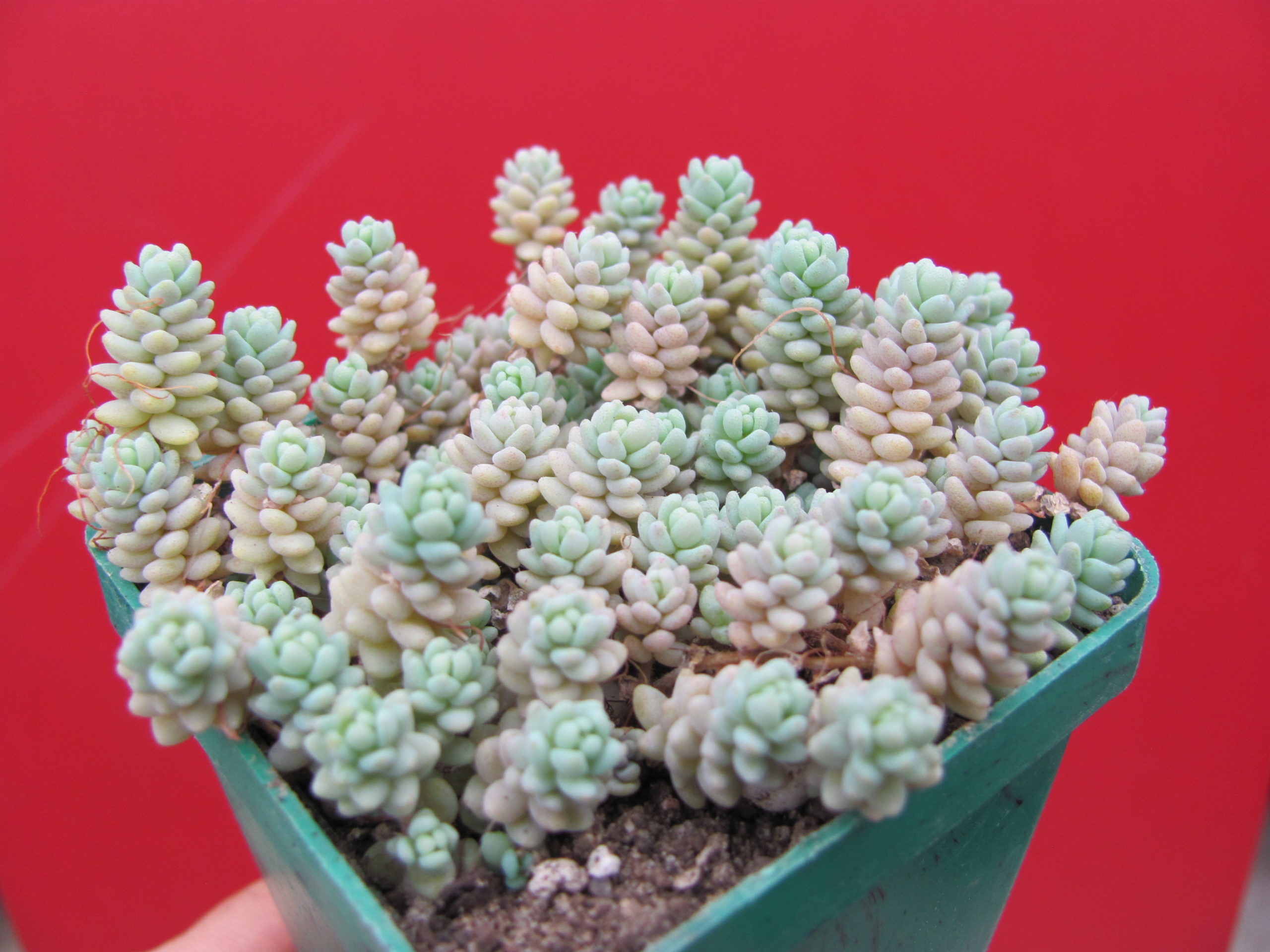 Sedum dasyphyllum