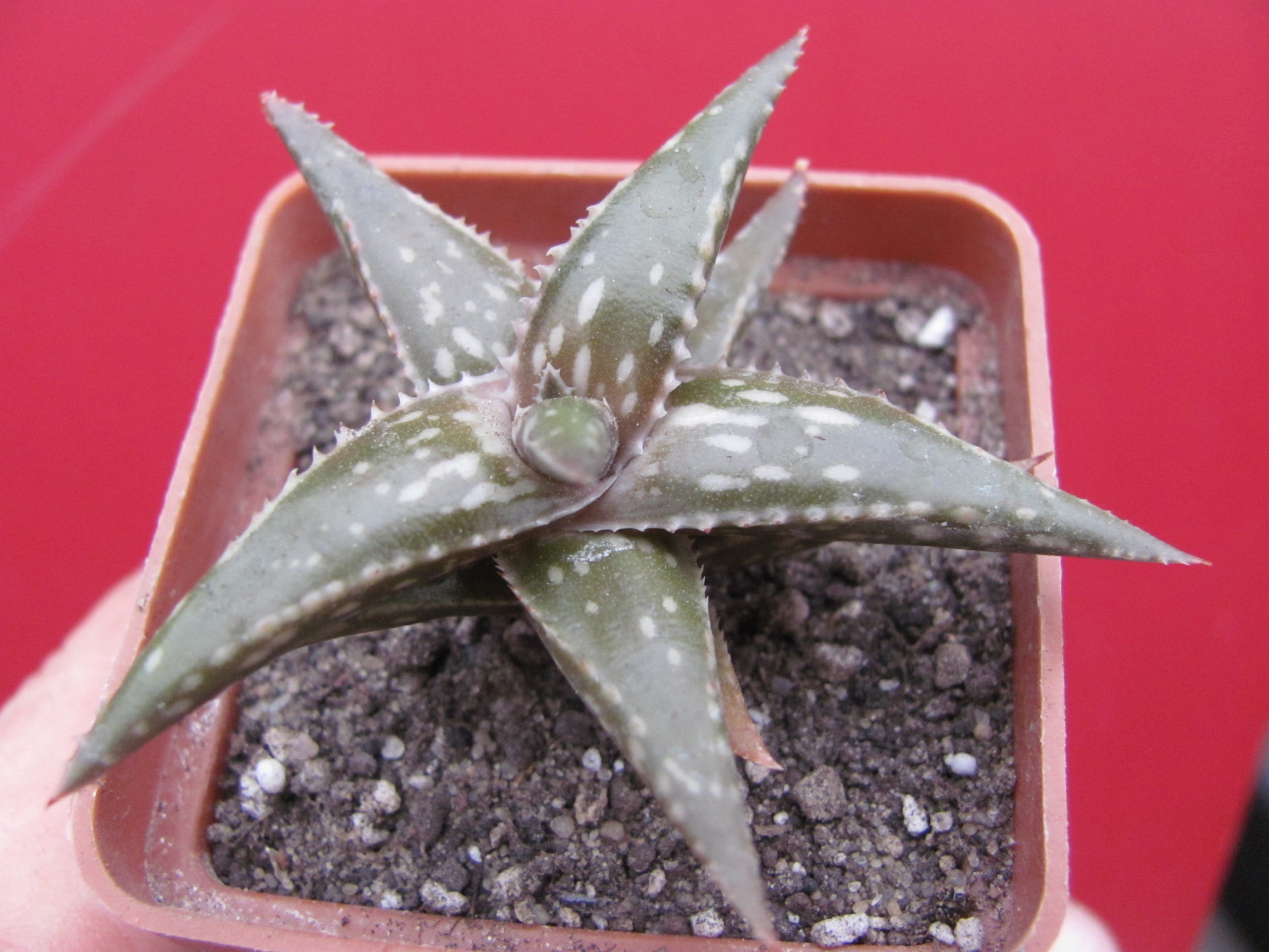 Aloe jucunda