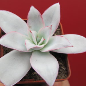 Echeveria Cante