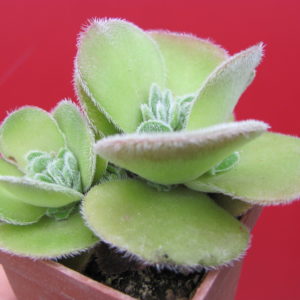 Crassula tomentosa