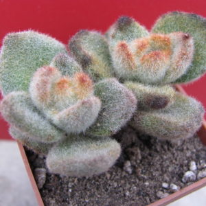 Kalanchoe tomentosa  *Teddy  Bear *