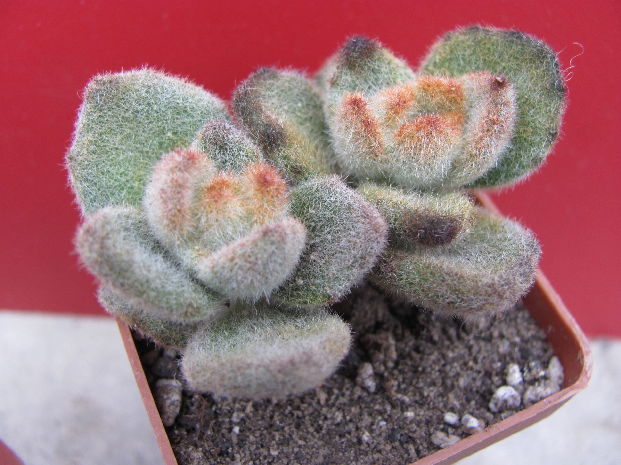 Kalanchoe tomentosa  *Teddy  Bear *