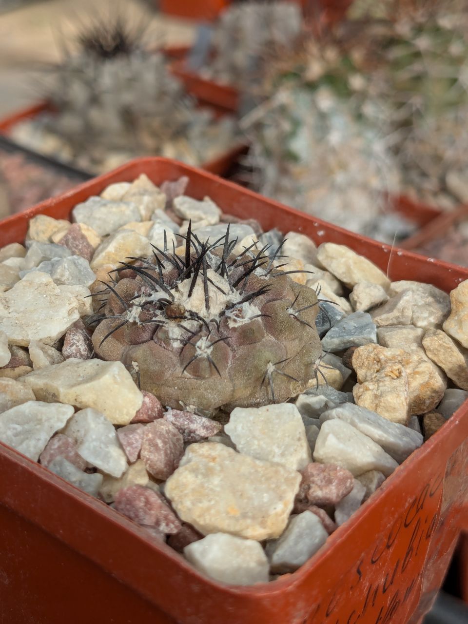 Copiapoa montana x hypogaea "Lizard Skin"